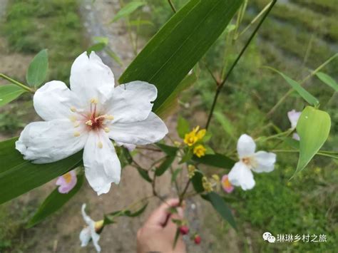 竹子的花